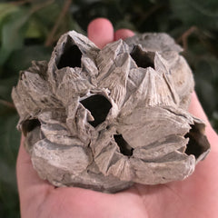 Fossilized Barnacles, Florida D