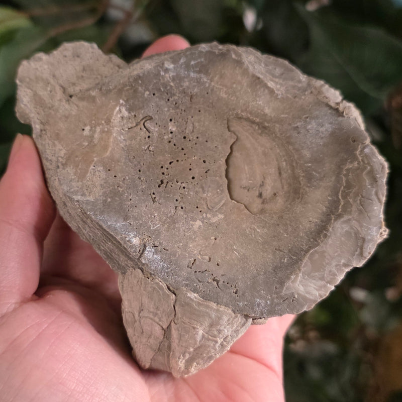Fossilized Barnacles, Florida D