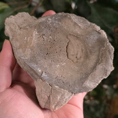 Fossilized Barnacles, Florida D