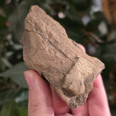 Dinosaur Bone Fragment F