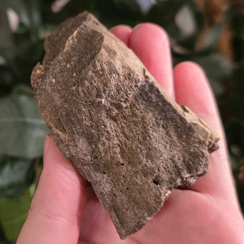 Dinosaur Bone Fragment F