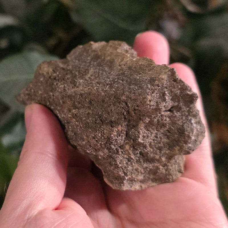 Dinosaur Bone Fragment F