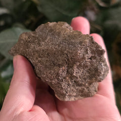 Dinosaur Bone Fragment F
