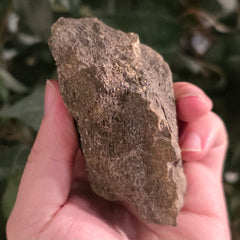 Dinosaur Bone Fragment F