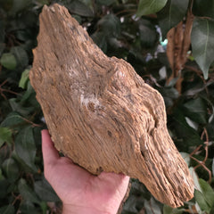 Petrified Wood E (Ex-Museum)