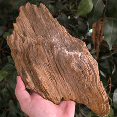 Petrified Wood E (Ex-Museum)