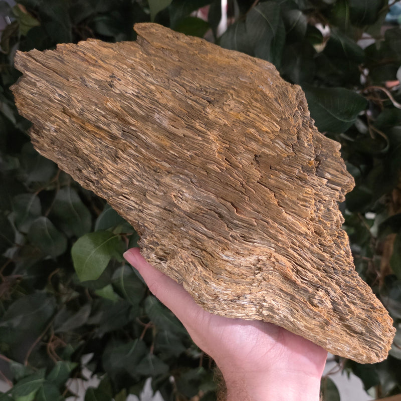 Petrified Wood E (Ex-Museum)
