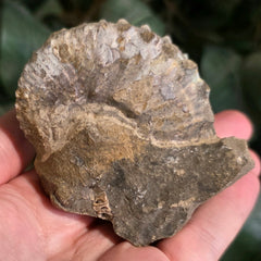Discoscaphites Gulosus Ammonite, A