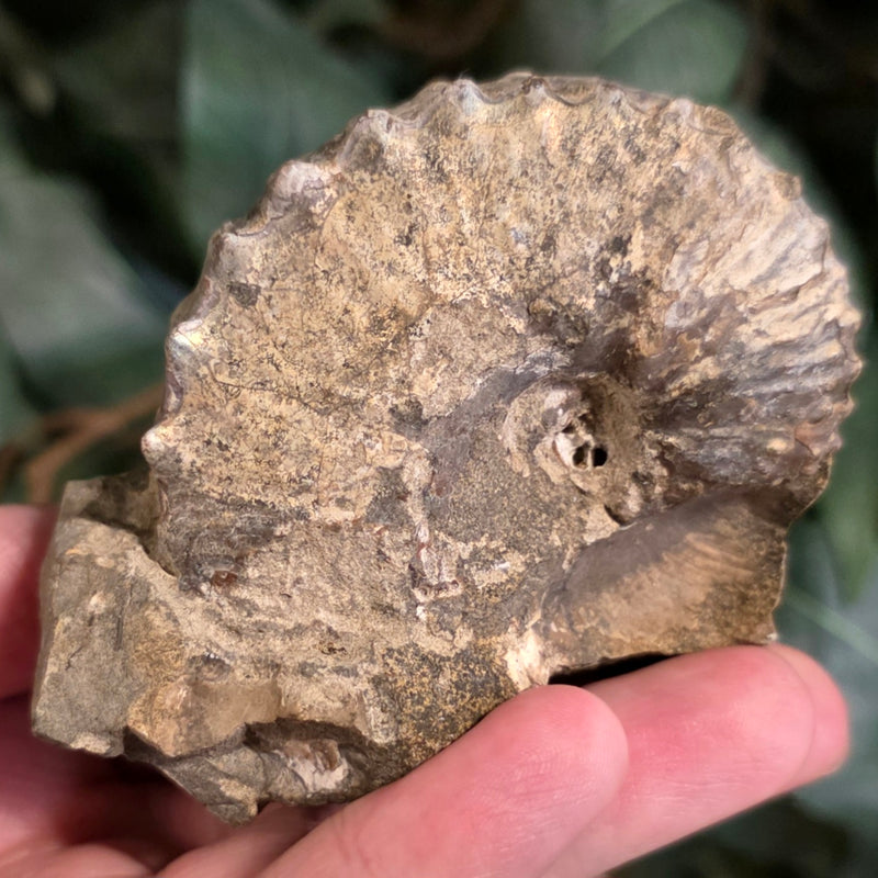 Discoscaphites Gulosus Ammonite, A