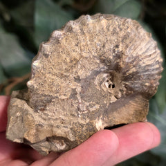 Discoscaphites Gulosus Ammonite, A