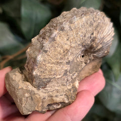Discoscaphites Gulosus Ammonite, A