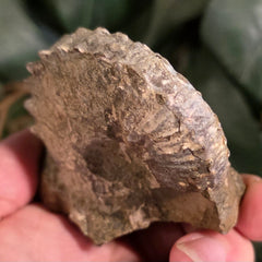 Discoscaphites Gulosus Ammonite, A
