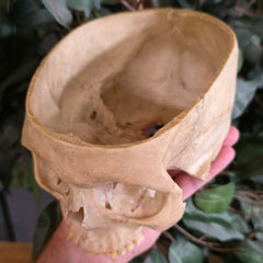Human Skull, Medical B