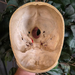 Human Skull, Medical B