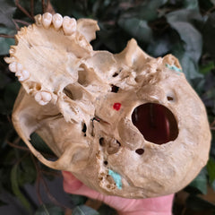 Human Skull, Medical B
