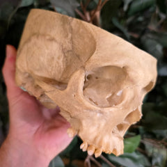 Human Skull, Medical B