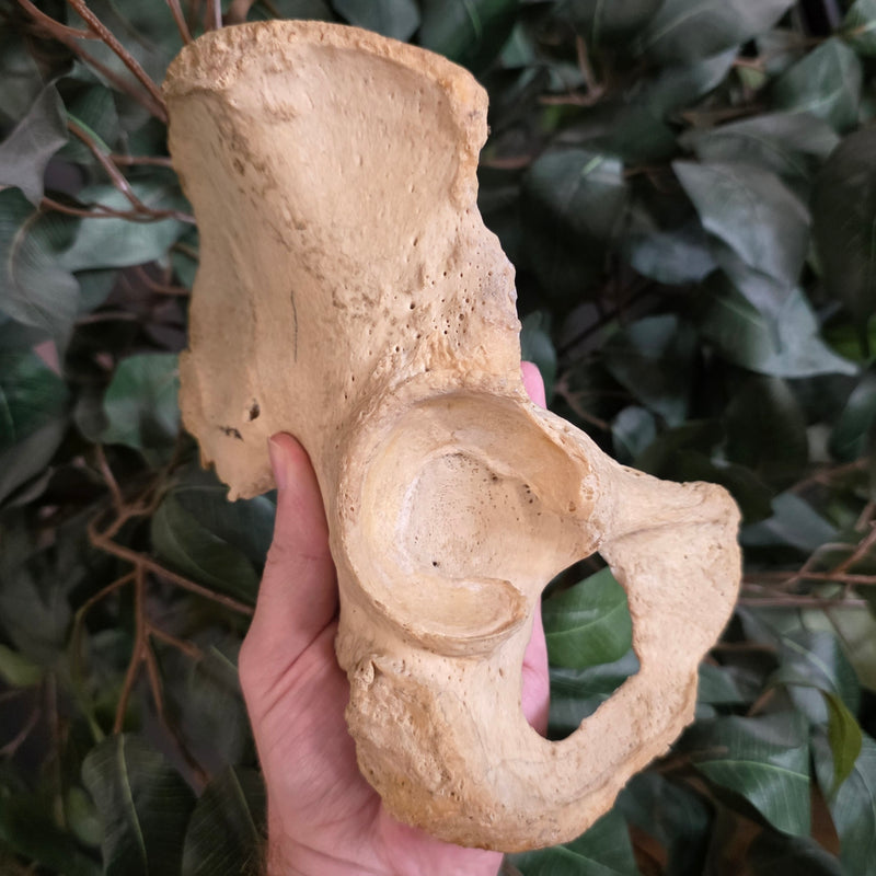 Human Hip (Pelvic) Bones B