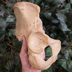 Human Hip (Pelvic) Bones B
