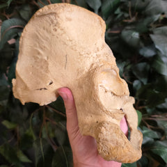 Human Hip (Pelvic) Bones B