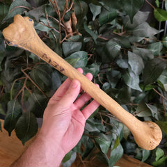 Human Humerus Bone, A