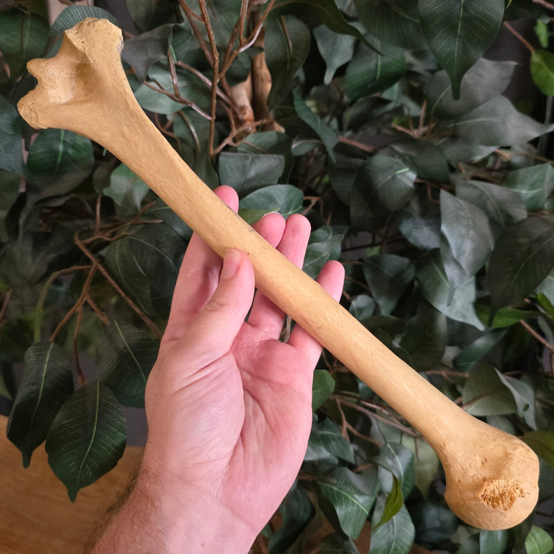 Human Humerus Bone, A