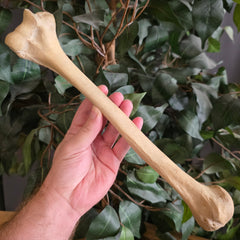 Human Humerus Bone, B