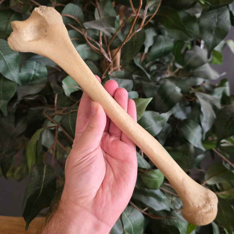 Human Humerus Bone, B