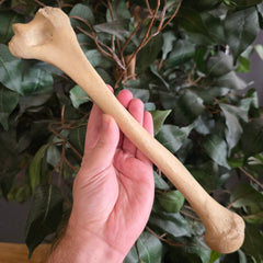 Human Humerus Bone, B