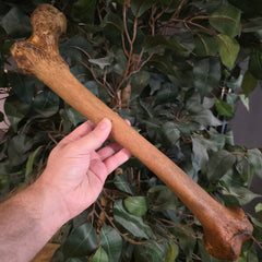 Human Femur Bone A
