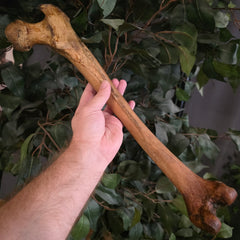 Human Femur Bone A