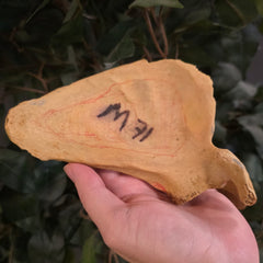 Human Scapula (Shoulderblade), C