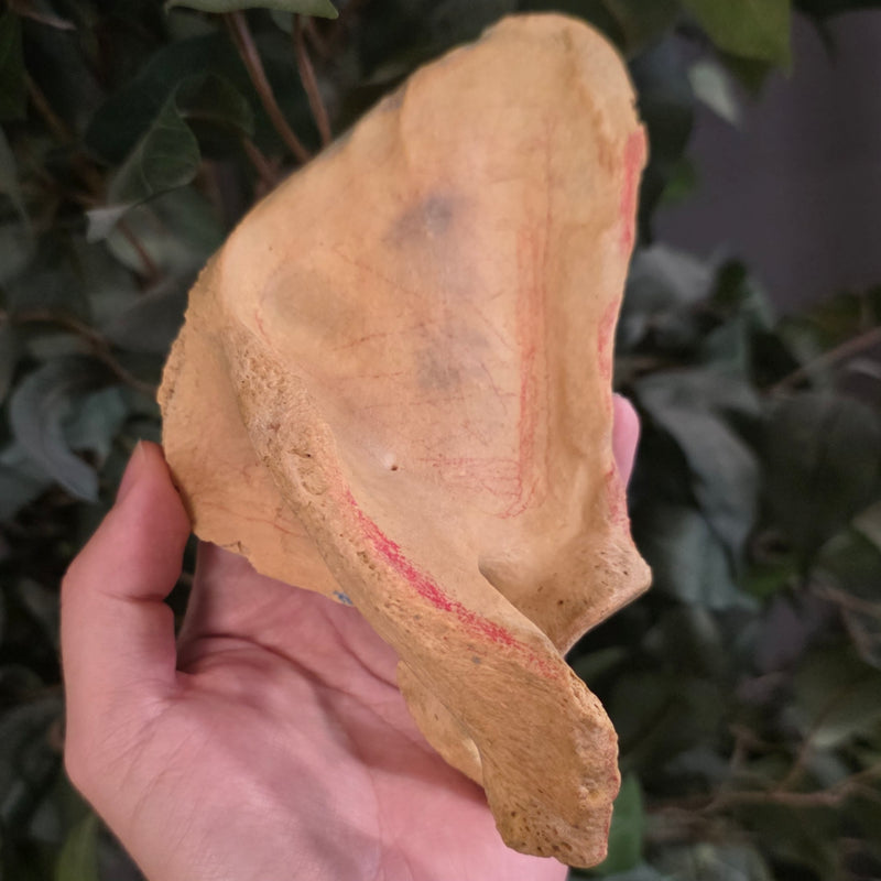 Human Scapula (Shoulderblade), C