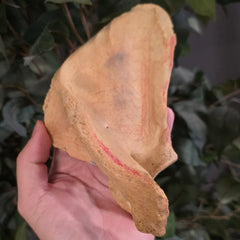 Human Scapula (Shoulderblade), C