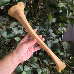 Human Tibia Bone A