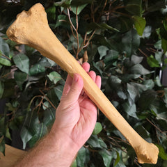 Human Tibia Bone A