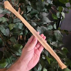 Human Fibula Bone A