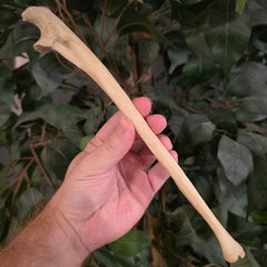 Human Ulna Bone A