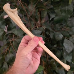 Human Ulna Bone A