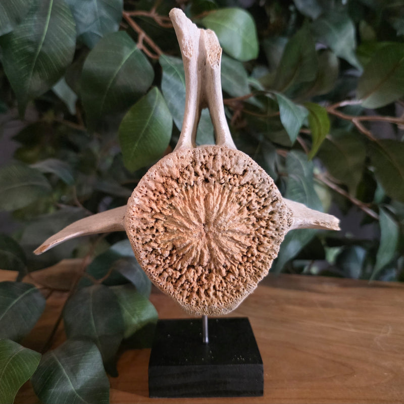Beluga Whale Vertebrae, A (Ontario Only)