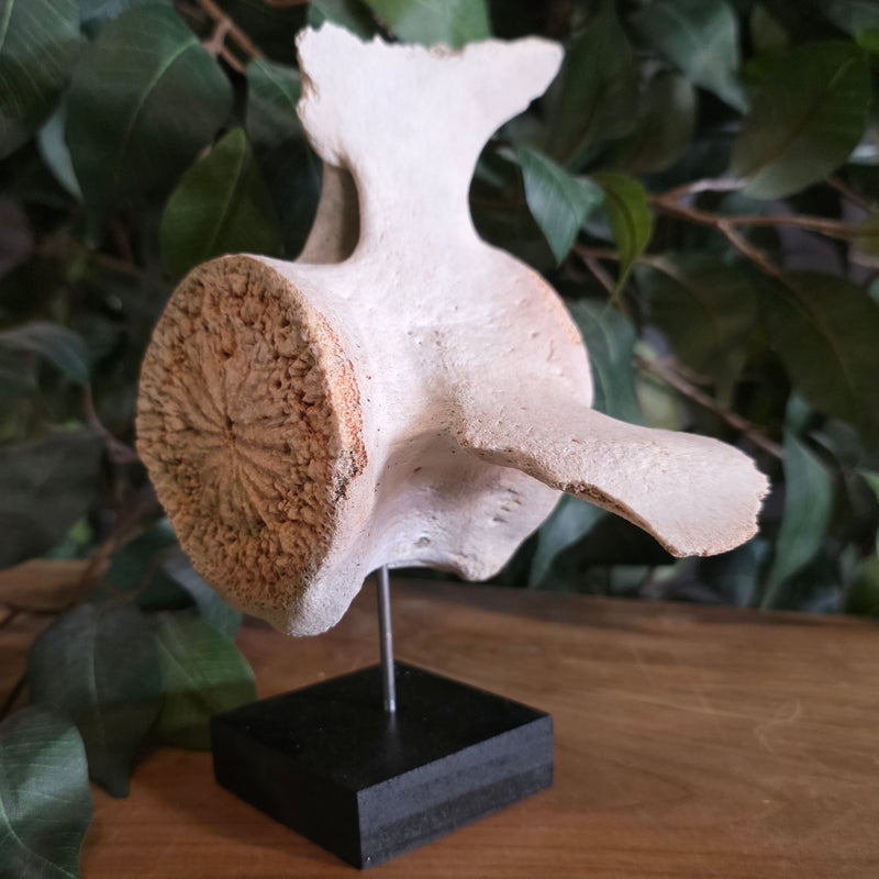 Beluga Whale Vertebrae, A (Ontario Only)
