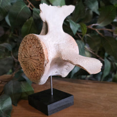 Beluga Whale Vertebrae, A (Ontario Only)