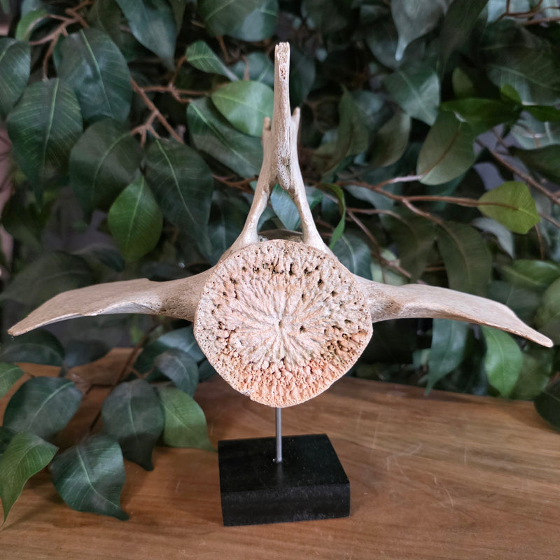 Beluga Whale Vertebrae, B (Ontario Only)