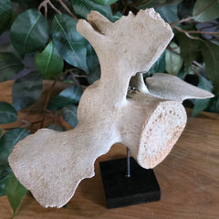 Beluga Whale Vertebrae, B (Ontario Only)