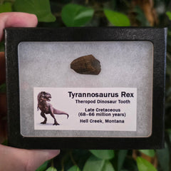 Tyrannosaurus Rex Tooth A (.75