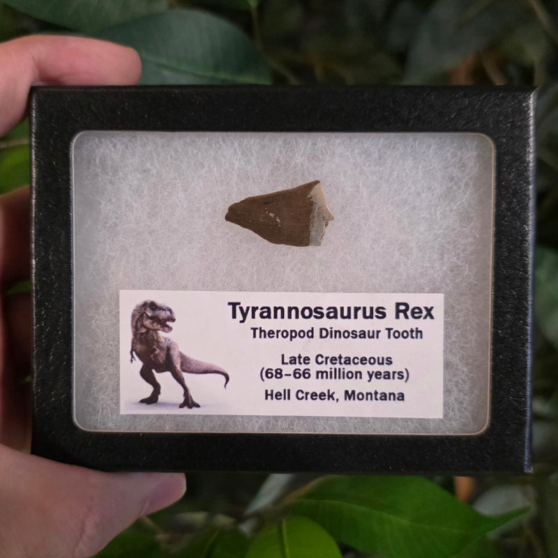 Tyrannosaurus Rex Tooth C (1")