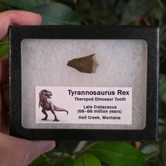 Tyrannosaurus Rex Tooth C (1