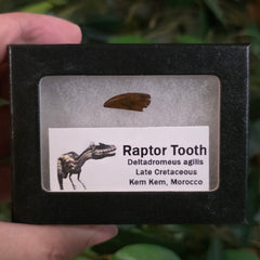 Raptor Dinosaur Tooth B (Morocco)