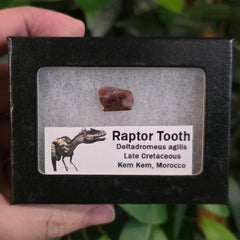 Raptor Dinosaur Tooth A (Morocco)