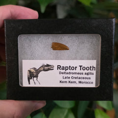 Raptor Dinosaur Tooth D (Morocco)