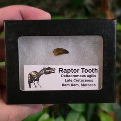 Raptor Dinosaur Tooth E (Morocco)